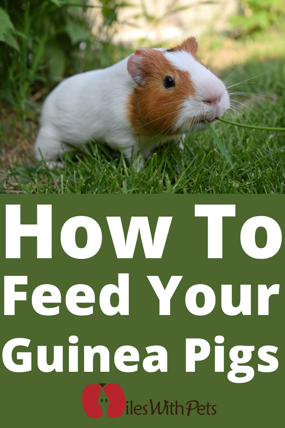 Feeding Guinea Pig