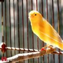 Top Tips for Keeping Canaries as Pets - Miles with Pets