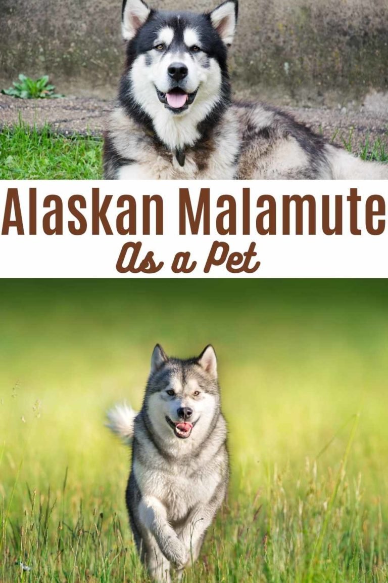 7 Facts about Alaskan Malamute as a pet - Miles with Pets