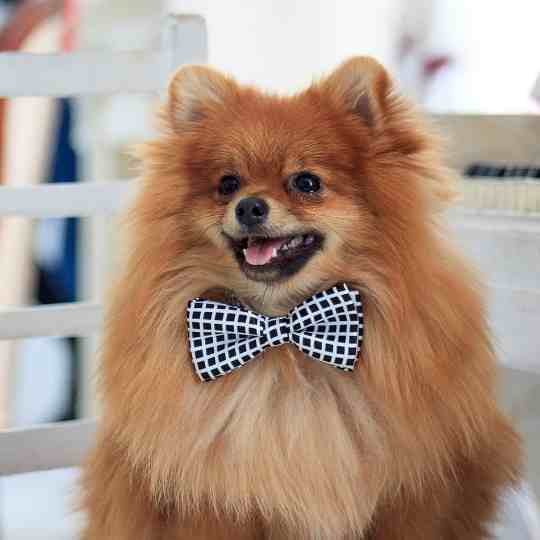 8 Cutest Teddy Bear Dog Breeds that are too adorable to train