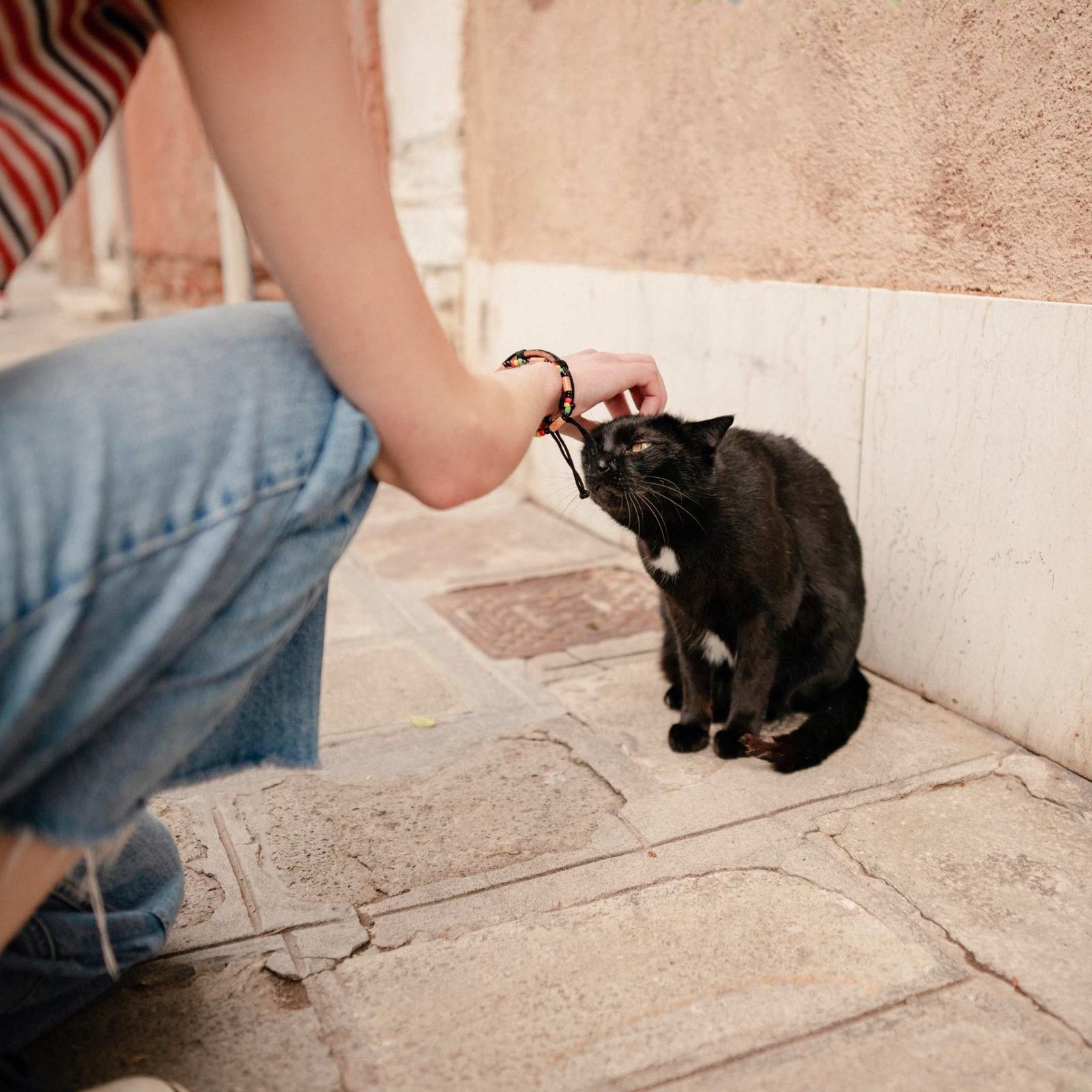 How to Pet a stray Cat - Miles with Pets