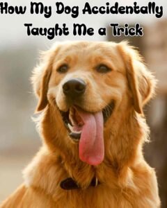 how my dog taught me a trick