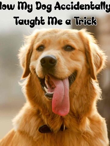 how my dog taught me a trick